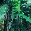Goldfinger Dwarf Banana Plant - Live Plant - FHIA-01 Goldfinger Desert Banana - Image 11
