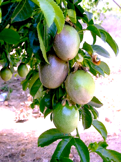 Passiflora Edulis – Frederick – Edible Purple Passion Fruit Plant