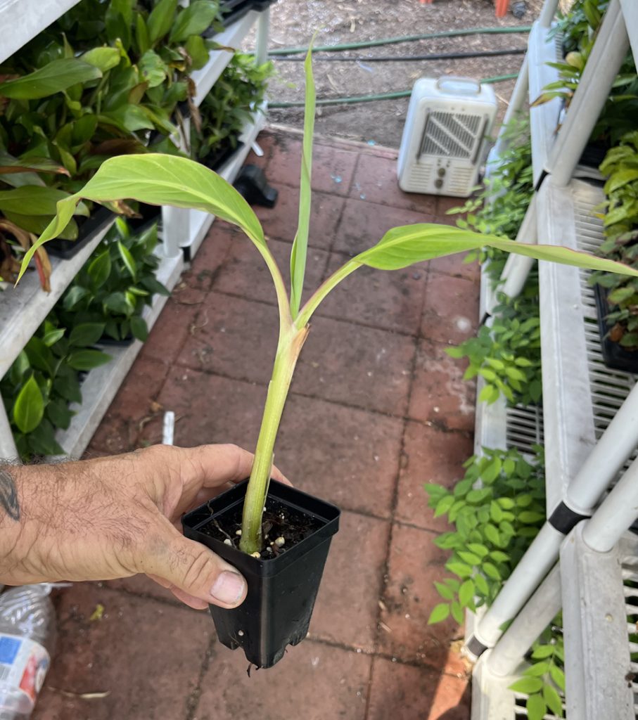 Dwarf Puerto Rican Plantain | Bountiful Garden Nursery