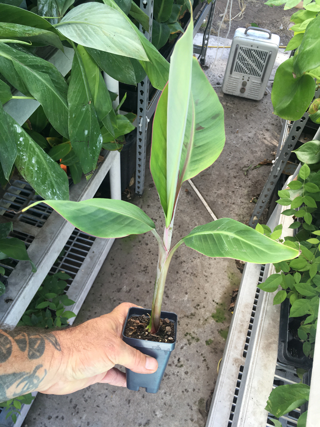  Pisang Keling  Banana Live Banana Plant Bountiful Garden 