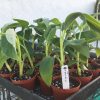 Dwarf Namwah aka Pisang Awak COLD HARDY Live Banana Plant - Image 6