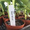 Dwarf Namwah aka Pisang Awak COLD HARDY Live Banana Plant - Image 5
