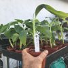 Dwarf Namwah aka Pisang Awak COLD HARDY Live Banana Plant - Image 4