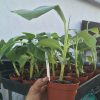 Dwarf Namwah aka Pisang Awak COLD HARDY Live Banana Plant - Image 2