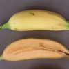 Dwarf Iholena PINK FLESH Banana Tree - Live Banana Plant - Cooking or Dessert - Image 11