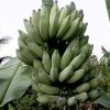 Dwarf Namwah aka Pisang Awak COLD HARDY Live Banana Plant - Image 3