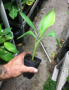 Dwarf Brazilian Banana Plant – Hawaiian Apple Banana | Bountiful Garden ...