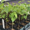 Dwarf Black Mulberry