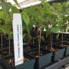 Dwarf Black Mulberry