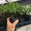 Dwarf Black Mulberry