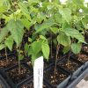 Dwarf Black Mulberry