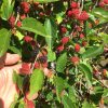 Dwarf Everbearing Mulberry