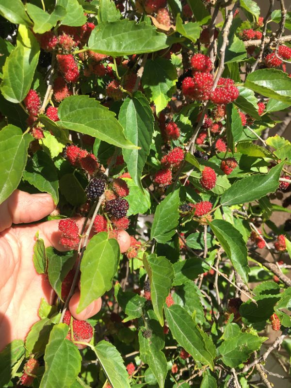 Dwarf Everbearing Mulberry