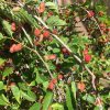Dwarf Everbearing Mulberry