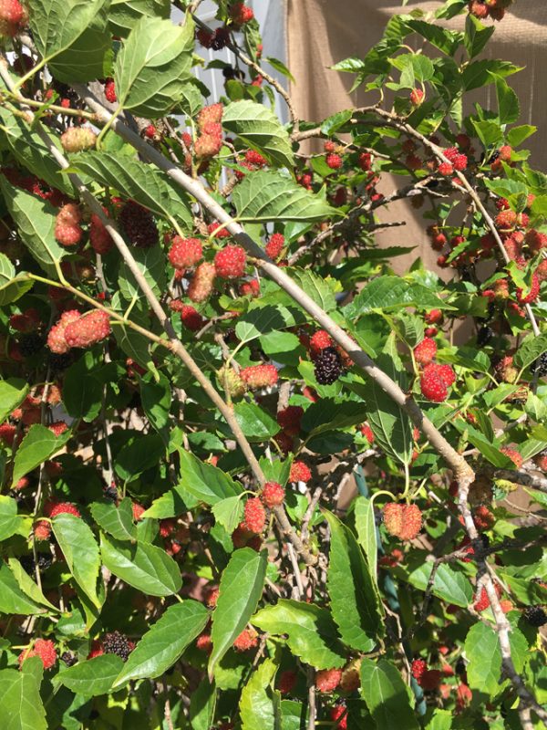 Dwarf Everbearing Mulberry