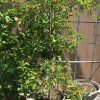 Dwarf Everbearing Mulberry