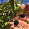 Dwarf Everbearing Mulberry