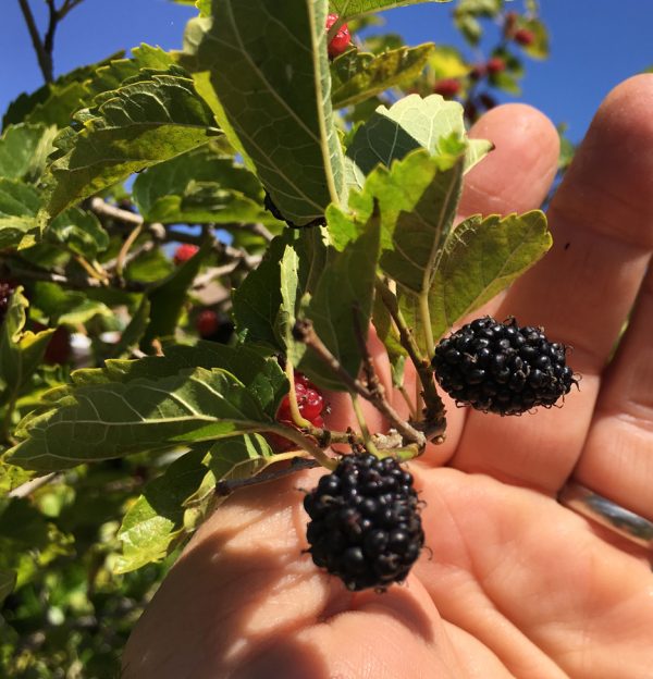 Dwarf Everbearing Mulberry