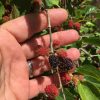 Dwarf Everbearing Mulberry