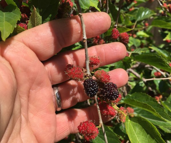 Dwarf Everbearing Mulberry