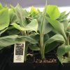 Goldfinger Dwarf Banana Plant - Live Plant - FHIA-01 Goldfinger Desert Banana - Image 2