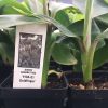 Goldfinger Dwarf Banana Plant - Live Plant - FHIA-01 Goldfinger Desert Banana - Image 3