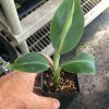 Goldfinger Dwarf Banana Plant - Live Plant - FHIA-01 Goldfinger Desert Banana - Image 4