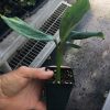 Goldfinger Dwarf Banana Plant - Live Plant - FHIA-01 Goldfinger Desert Banana - Image 5
