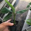 Goldfinger Dwarf Banana Plant - Live Plant - FHIA-01 Goldfinger Desert Banana - Image 6