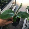 Goldfinger Dwarf Banana Plant - Live Plant - FHIA-01 Goldfinger Desert Banana - Image 7
