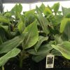 Goldfinger Dwarf Banana Plant - Live Plant - FHIA-01 Goldfinger Desert Banana - Image 8
