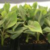 Goldfinger Dwarf Banana Plant - Live Plant - FHIA-01 Goldfinger Desert Banana