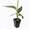 Manzano "Apple" Banana Plant Live Plant - Image 2