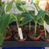 Dwarf Iholena PINK FLESH Banana Tree - Live Banana Plant - Cooking or Dessert - Image 3