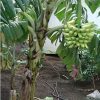 Dwarf Iholena PINK FLESH Banana Tree - Live Banana Plant - Cooking or Dessert - Image 9