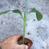 Dwarf Iholena PINK FLESH Banana Tree - Live Banana Plant - Cooking or Dessert - Image 5