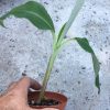Dwarf Iholena PINK FLESH Banana Tree - Live Banana Plant - Cooking or Dessert - Image 4