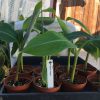Dwarf Iholena PINK FLESH Banana Tree - Live Banana Plant - Cooking or Dessert