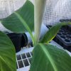 Dwarf Iholena PINK FLESH Banana Tree - Live Banana Plant - Cooking or Dessert - Image 6