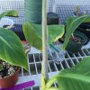 Dwarf Iholena PINK FLESH Banana Tree - Live Banana Plant - Cooking or Dessert - Image 7