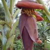 Dwarf Iholena PINK FLESH Banana Tree - Live Banana Plant - Cooking or Dessert - Image 8