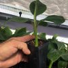 Manzano "Apple" Banana Plant Live Plant - Image 4