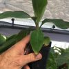 Manzano "Apple" Banana Plant Live Plant