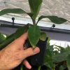 Manzano "Apple" Banana Plant Live Plant - Image 6