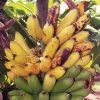 Mona Lisa Banana - FHIA-02  - Dessert Banana - Image 4