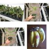 Manzano "Apple" Banana Plant Live Plant - Image 7
