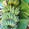 Dwarf Namwah aka Pisang Awak COLD HARDY Live Banana Plant