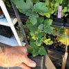 Black Mission Fig