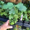 Black Mission Fig