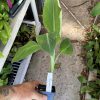 Dwarf Orinoco Banana